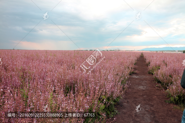 紫蘇花田