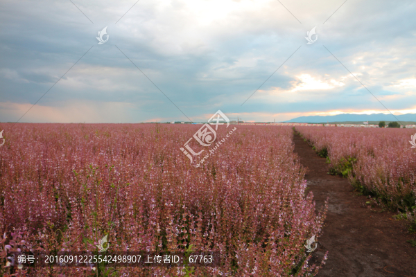 紫蘇花田