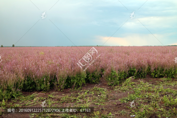 紫蘇花田