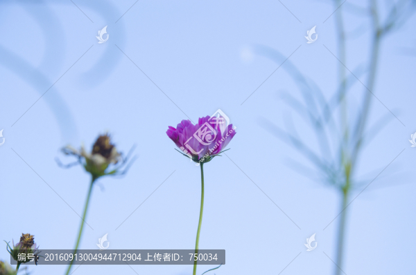 紫色的花