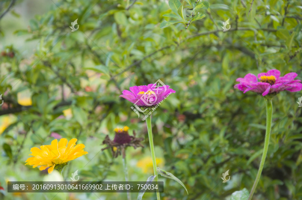 秋菊