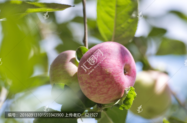蘋果