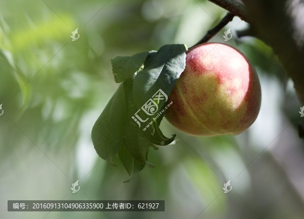 水蜜桃