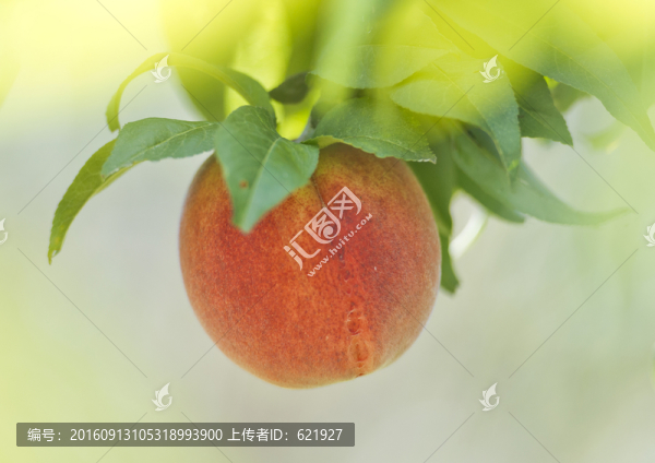 水蜜桃