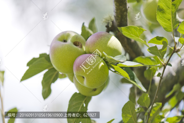 青蘋果