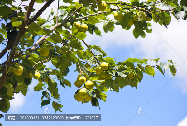 青梨
