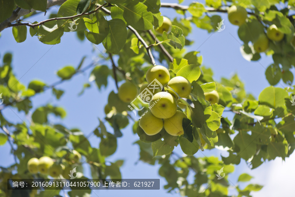 青梨