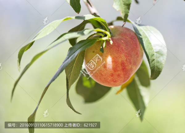 水蜜桃