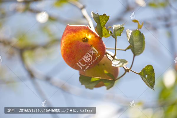 水蜜桃