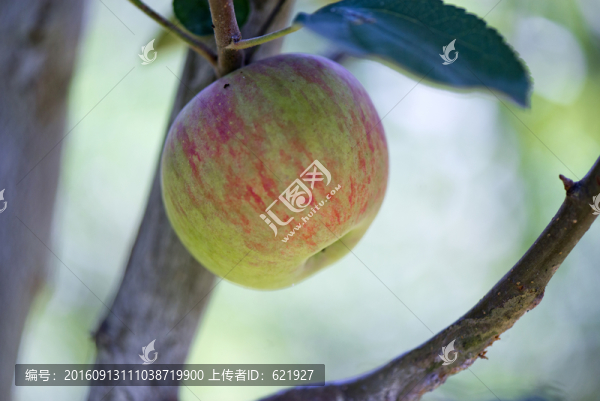 青蘋(píng)果