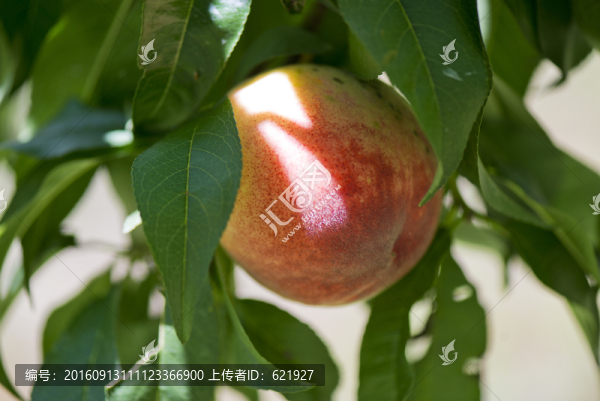 水蜜桃