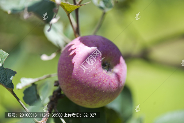 青蘋果