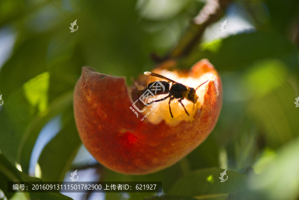 黃蜂覓食