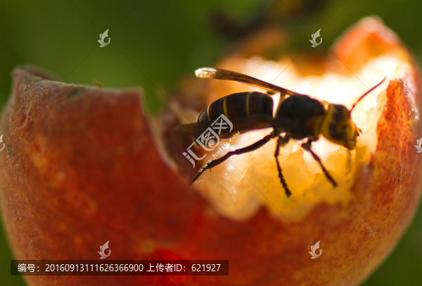 黃蜂覓食