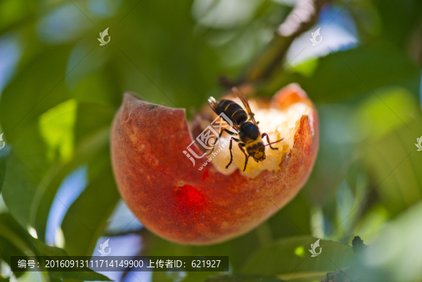 黃蜂覓食
