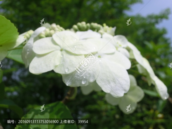 白色繡球花