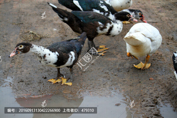 鄉(xiāng)村雁,雁,家禽,美食,養(yǎng)殖