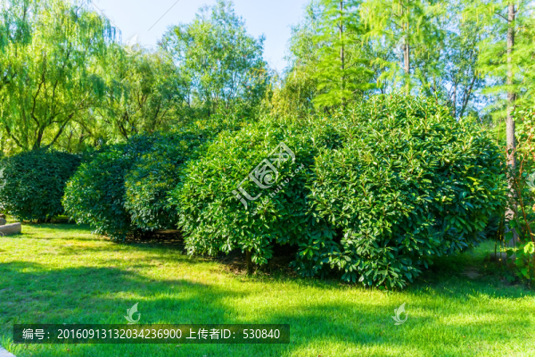 陽(yáng)光綠樹(shù)林