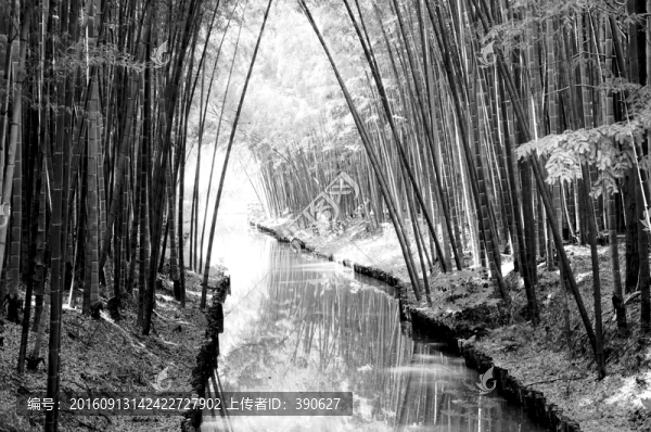 竹林