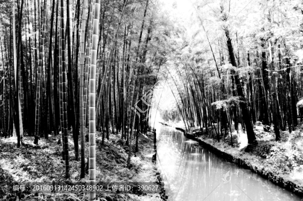 竹林
