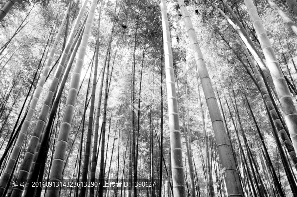竹林黑白風(fēng)光