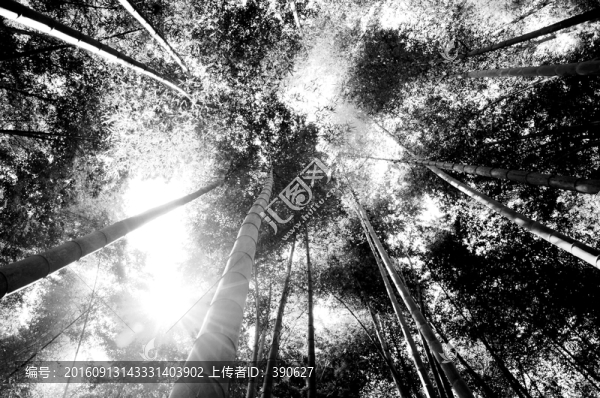 竹林黑白風(fēng)光