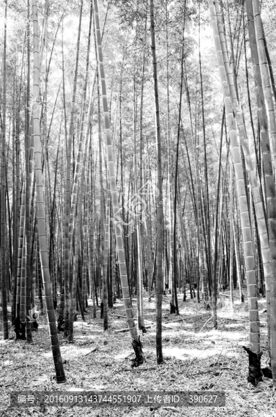 竹林黑白風(fēng)光
