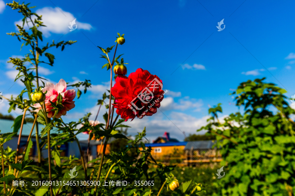 內(nèi)蒙草原花卉