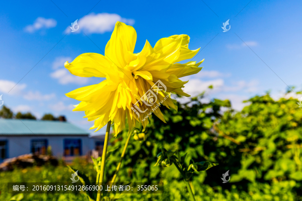 內(nèi)蒙草原花卉