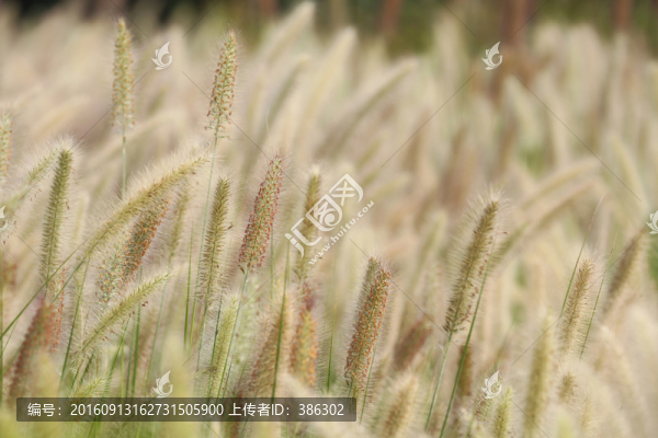 尾巴草