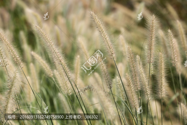尾巴草