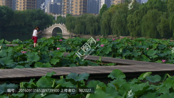 荷花池