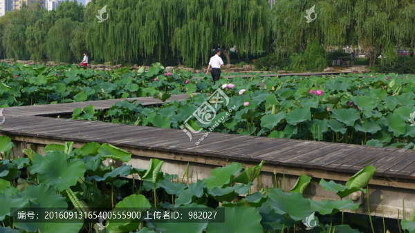 荷花池