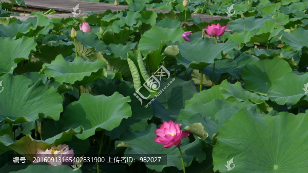 荷花池