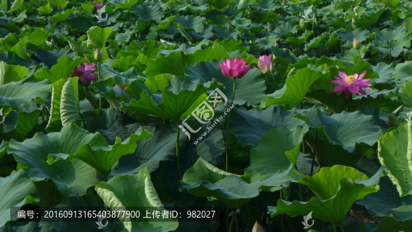 荷花池