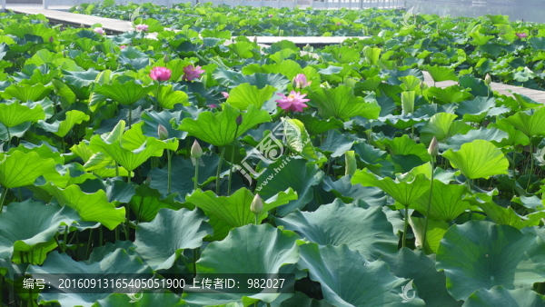 荷花池