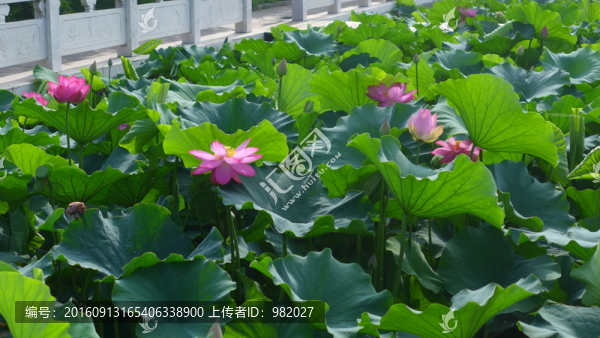 荷花池