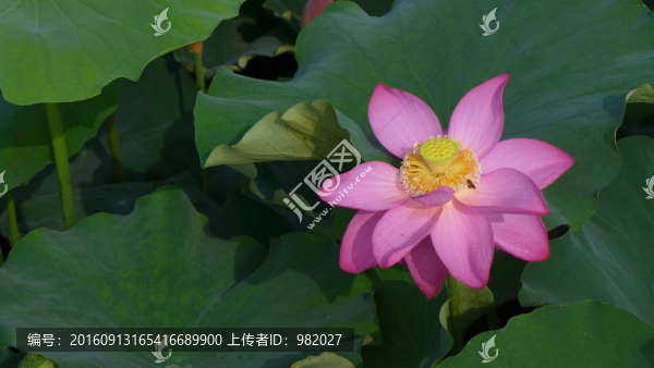 荷塘