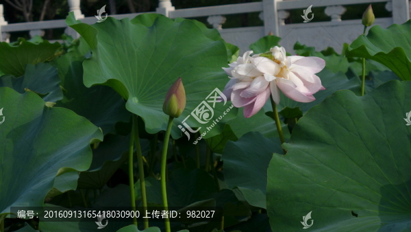 荷花池