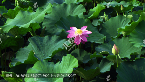 荷花池