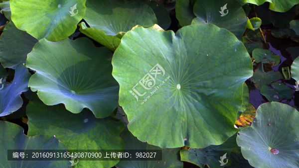 荷花池