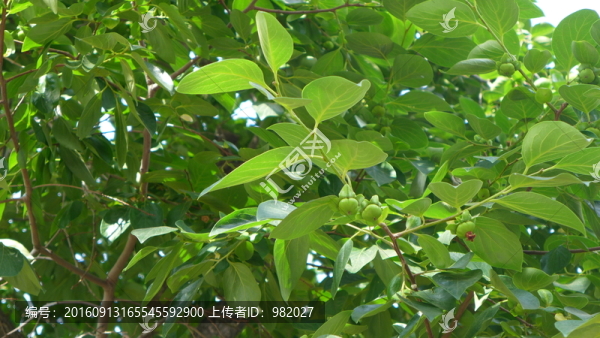 柿樹