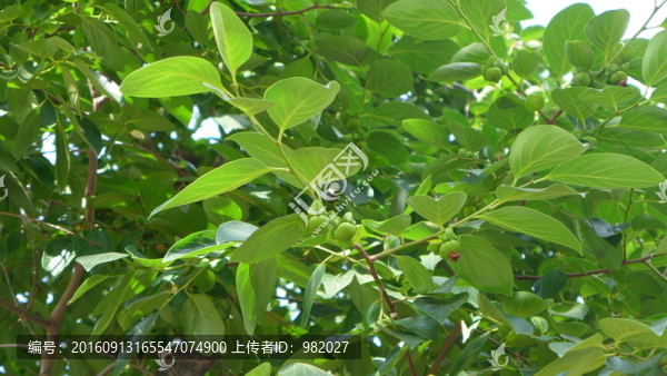 柿子樹(shù)