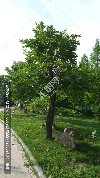 柿子樹