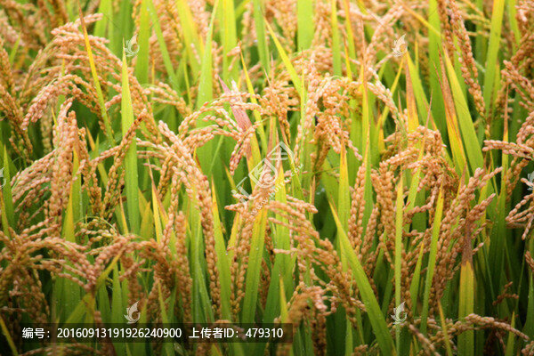 水稻田,稻子