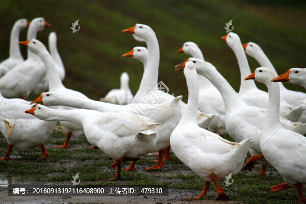 鵝,群鵝,雪白的鵝