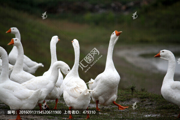 鵝,群鵝,雪白的鵝,家禽類(lèi)鵝