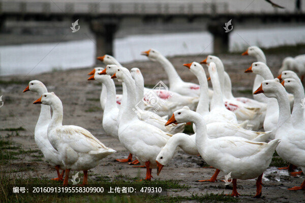 鵝,群鵝,雪白的鵝,家禽類鵝