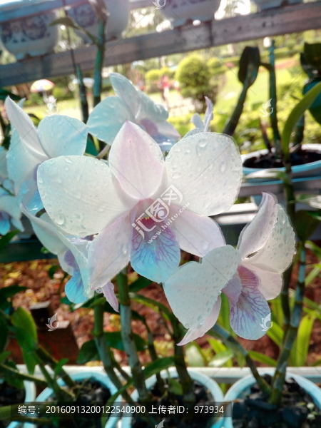 蘭花