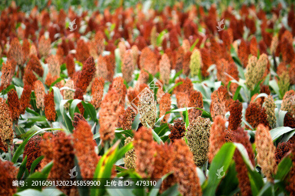 紅高粱